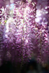 藤の花
