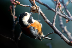 木の実を食べるヤマガラ