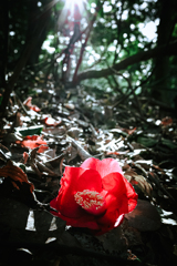 光り輝ツバキの花