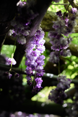 藤の花②