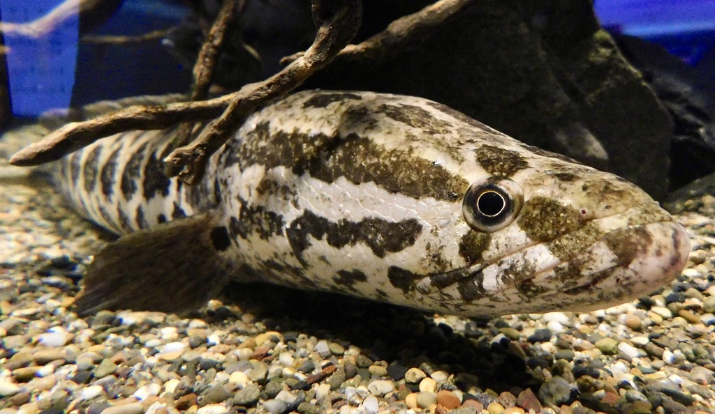 カムルチー(カワスイ　川崎水族館)