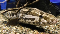 カムルチー(カワスイ　川崎水族館)