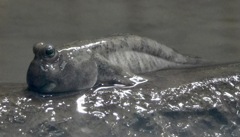 トビハゼ(葛西臨海水族園)