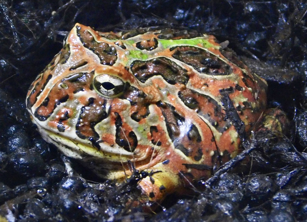 ベルツノガエル(カワスイ　川崎水族館)