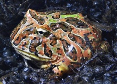 ベルツノガエル(カワスイ　川崎水族館)