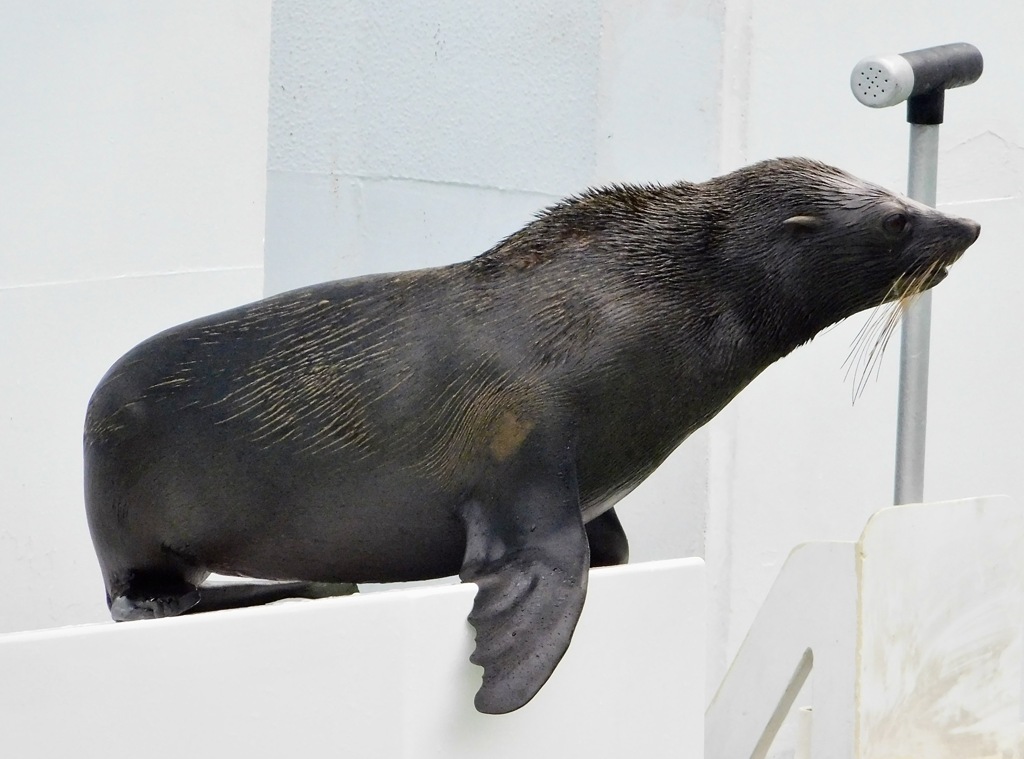 ミナミアメリカオットセイ(しながわ水族館)
