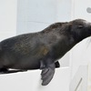 ミナミアメリカオットセイ(しながわ水族館)
