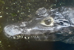 パラグアイカイマン(熱川バナナワニ園)