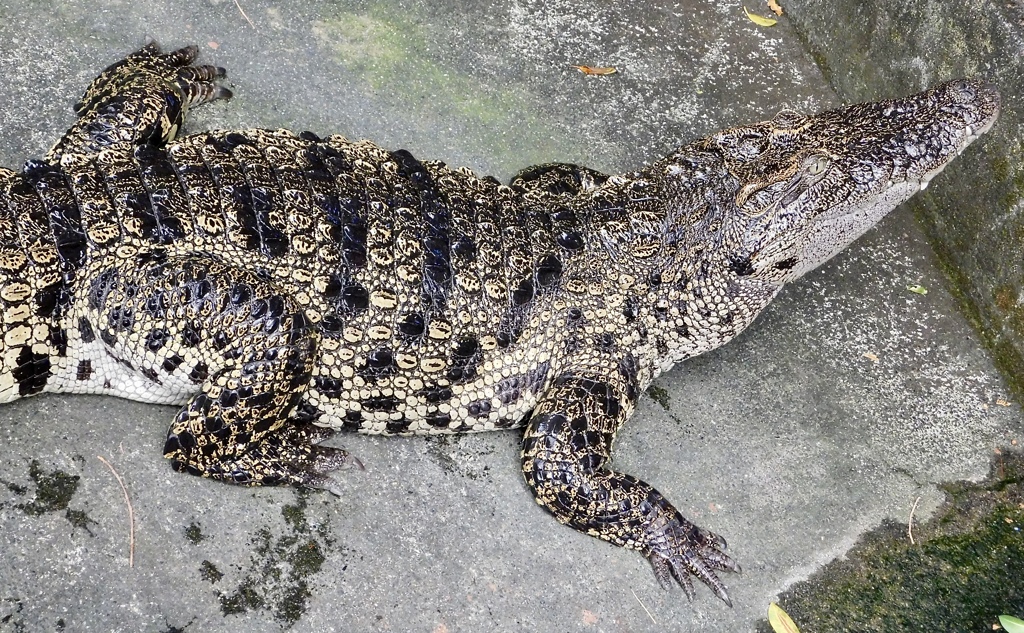 シャムワニ(熱川バナナワニ園)