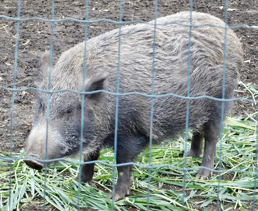 ニホンイノシシ(井の頭自然文化園)