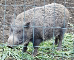 ニホンイノシシ(井の頭自然文化園)