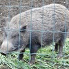 ニホンイノシシ(井の頭自然文化園)