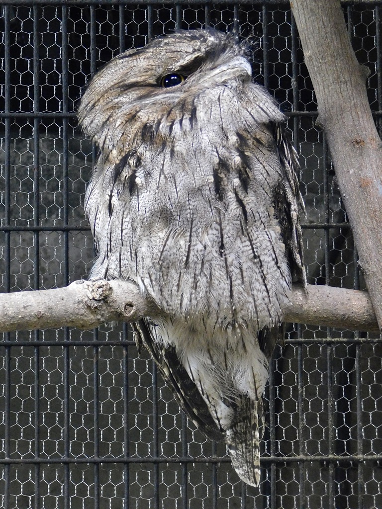 オーストラリアガマグチヨタカ(野毛山動物園)