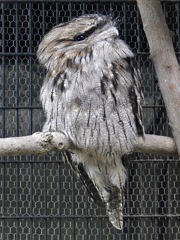 オーストラリアガマグチヨタカ(野毛山動物園)