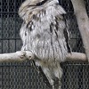 オーストラリアガマグチヨタカ(野毛山動物園)