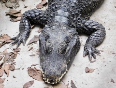 ニシアフリカコビトワニ(野毛山動物園)