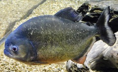 ピラニア・ナッテリー(カワスイ　川崎水族館)