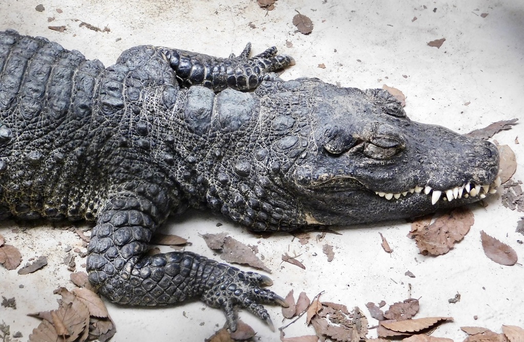 ニシアフリカコビトワニ(野毛山動物園)