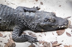 ニシアフリカコビトワニ(野毛山動物園)