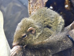 コモンツパイ(上野動物園)