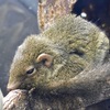 コモンツパイ(上野動物園)