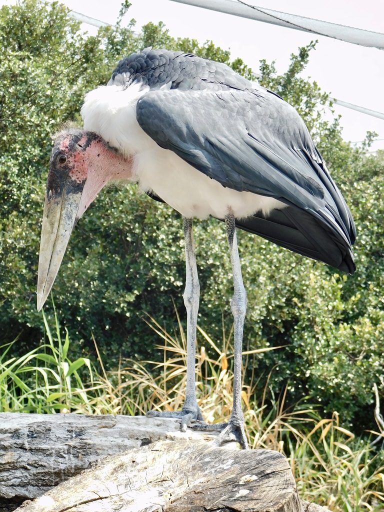 アフリカハゲコウ(神戸どうぶつ王国)