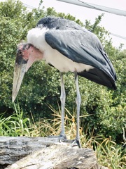 アフリカハゲコウ(神戸どうぶつ王国)