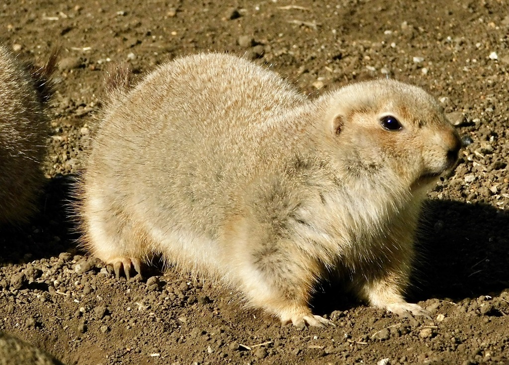 オグロプレーリードッグ(江戸川区自然動物園)