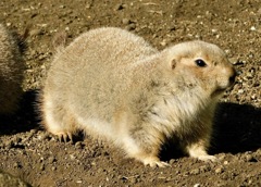 オグロプレーリードッグ(江戸川区自然動物園)