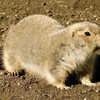 オグロプレーリードッグ(江戸川区自然動物園)