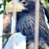 オオワシ(上野動物園)