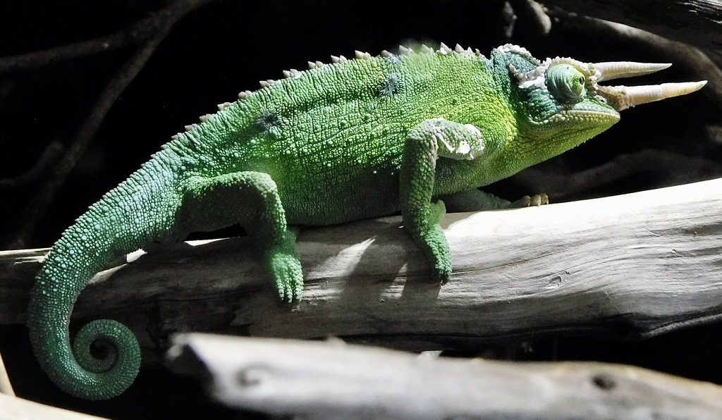 ジャクソンカメレオン(カワスイ　川崎水族館)