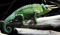 ジャクソンカメレオン(カワスイ　川崎水族館)