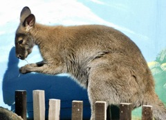 ベネットアカクビワラビー(江戸川区自然動物園)