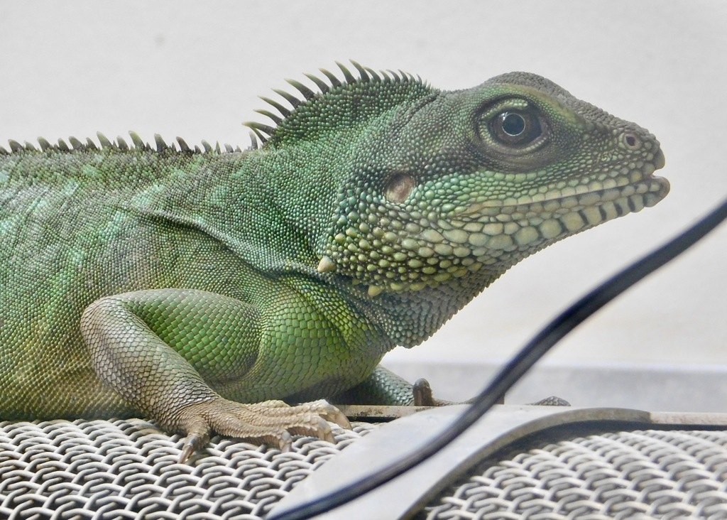 インドシナウォータードラゴン(野毛山動物園)