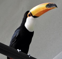 オニオオハシ(カワスイ　川崎水族館)