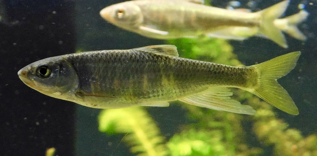 オイカワ(カワスイ　川崎水族館)
