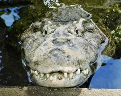 クチヒロカイマン(熱川バナナワニ園)