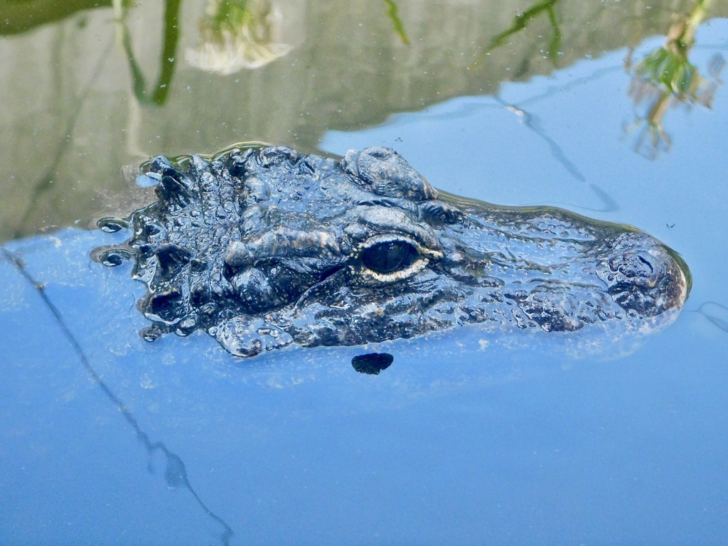 水から顔を出すヨウスコウワニ(天王寺動物園)