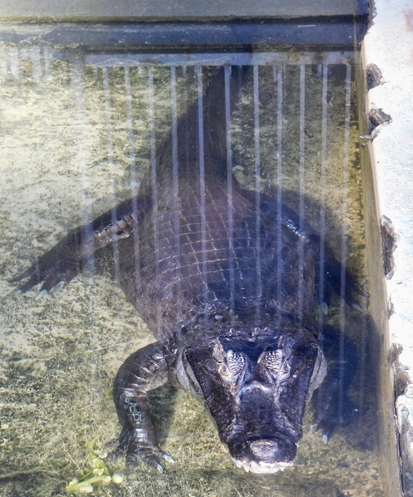 メガネカイマン(東武動物公園)