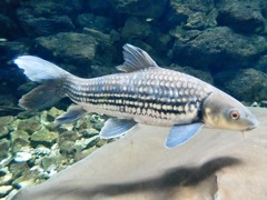 タイガーバルブ(板橋区立熱帯環境植物館)