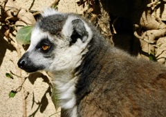 ワオキツネザル(夢見ヶ崎動物公園)