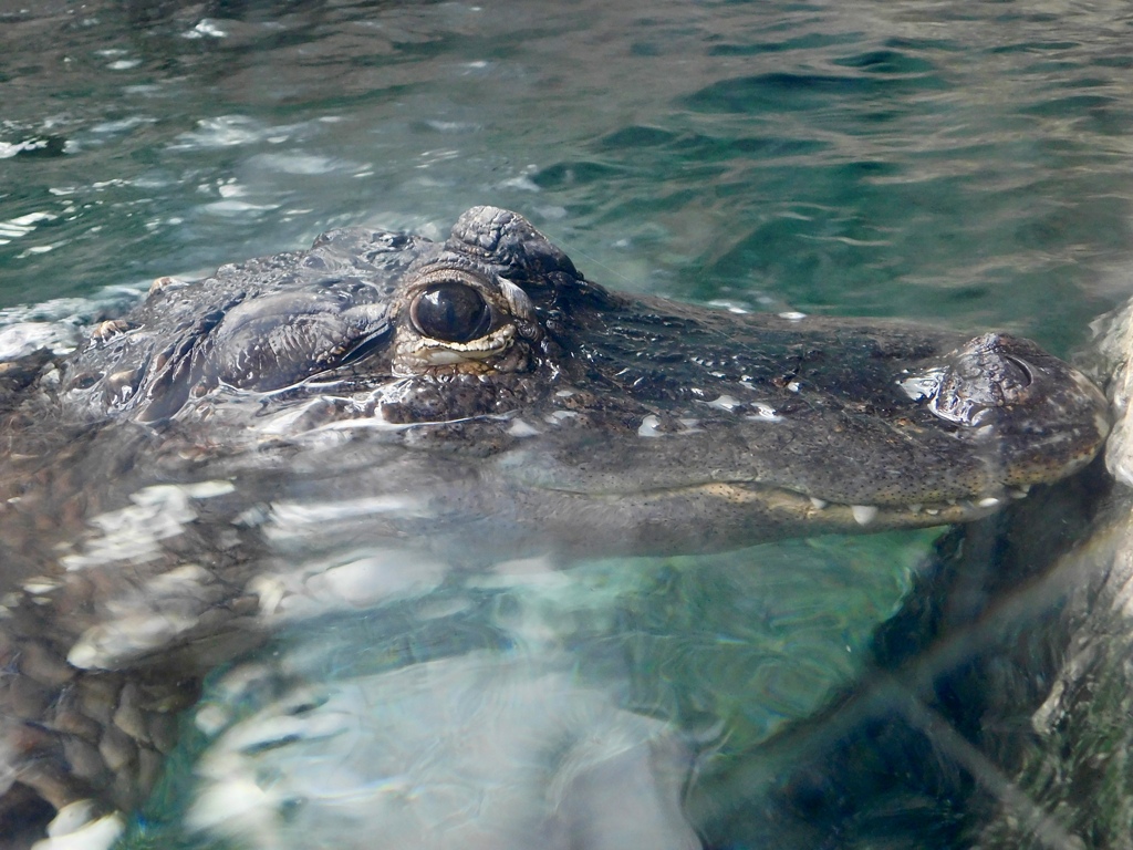 水面から顔を出すミシシッピーワニ(天王寺動物園)