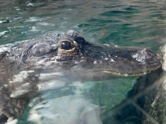 水面から顔を出すミシシッピーワニ(天王寺動物園)