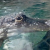 水面から顔を出すミシシッピーワニ(天王寺動物園)