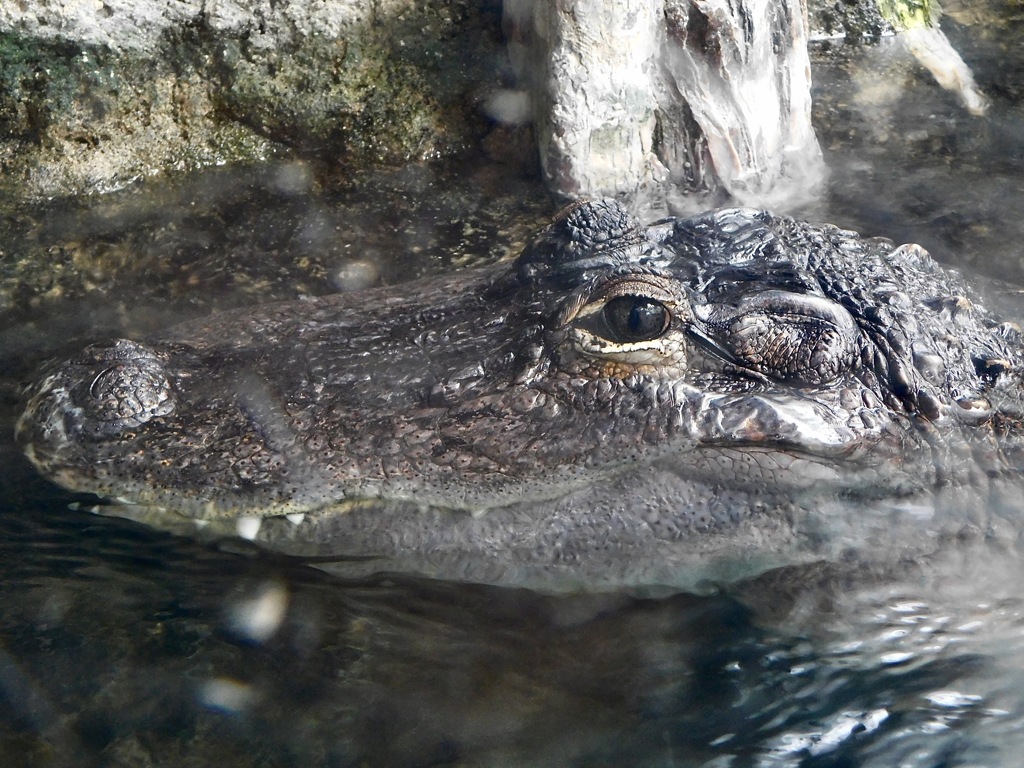 水面から顔を出すミシシッピーワニ(天王寺動物園)