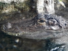 水面から顔を出すミシシッピーワニ(天王寺動物園)
