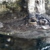 水面から顔を出すミシシッピーワニ(天王寺動物園)