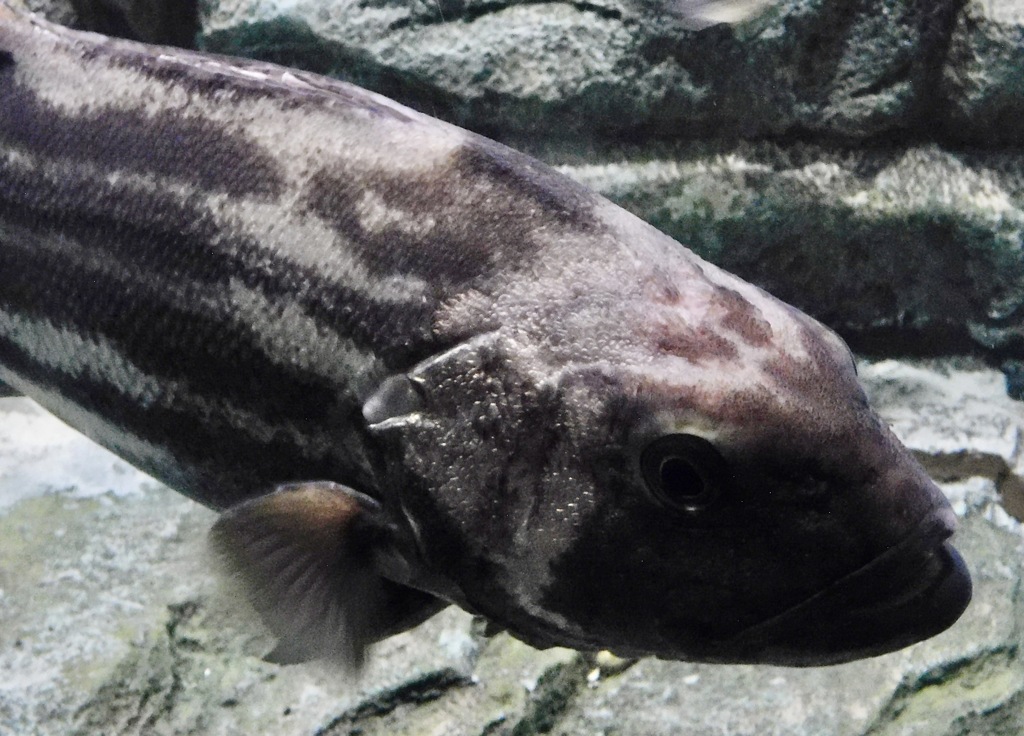 オオクチイシナギ(しながわ水族館)
