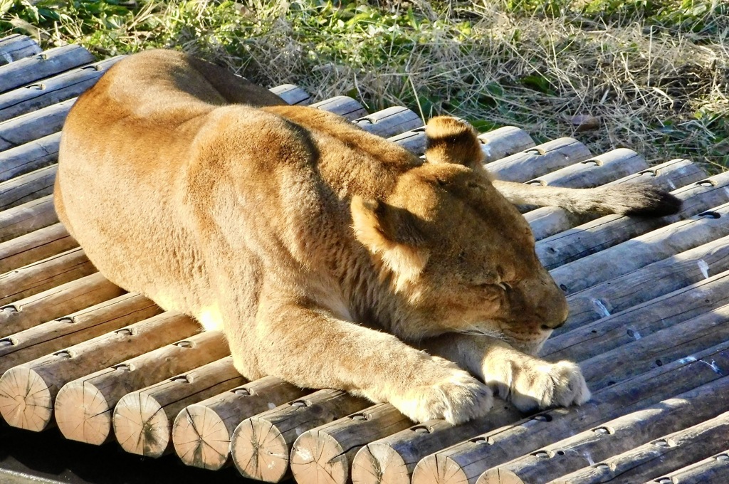 メスのライオン(多摩動物公園)